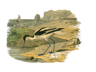 Zoological Board Representing Longirostrous Waders