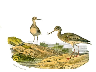 Natural History Plate: Zoological board representing the longirostrous waders