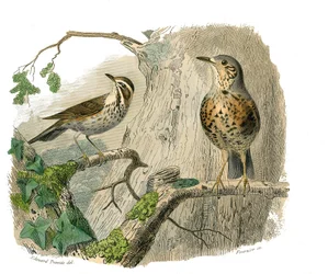 Natural history board: Zoological board representing conirostrous passerines (conical beak). The cursed and drains. Plate drawn from the nine volumes on birds in 