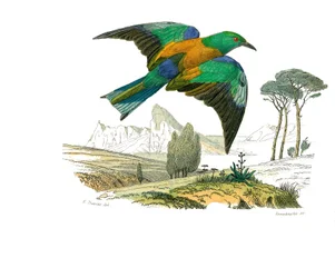 Natural history board: Zoological board representing conirostrous passerines (conical beak). The Rollier of Europe. Plate drawn from the nine volumes on birds in 