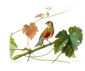 Natural history board: Zoological board representing conirostrous passerines (conical beak). The linotte. Plate drawn from the nine volumes on birds in 