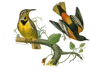 Natural history board: Zoological board representing conirostrous passerines (conical beak). The starling of Louisiana and the Baltimore. Plate drawn from the nine volumes on birds in 