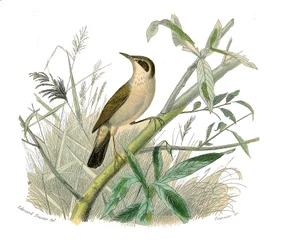 Natural History Board: Zoological board representing conirostrous passerines (conical beak). The redhead. Plate drawn from the nine volumes on birds in 