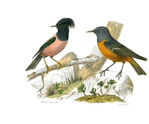 Natural History Board: Zoological Board Representing Conirostrous Passerines