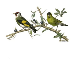 Natural history board: Zoological board representing conirostrous passerines
