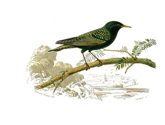 Natural history board: Zoological board representing gallinaces. The dove. Plate drawn from the nine volumes on birds in 