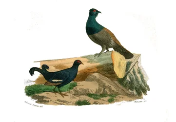 Natural history plate: zoological plate representing gallinaceous birds: fork-tailed grouse and grouse. Plate drawn from the nine volumes on birds in "Complete Works of Buffon", written by the naturalist Georges Louis Leclerc, Count of Buffon (1707-1788)