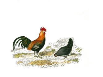 Natural History Board: Zoological Board Representing Gallinaces: The Rooster and the Hen. Plate Drawn from the Nine Volumes on Birds in 