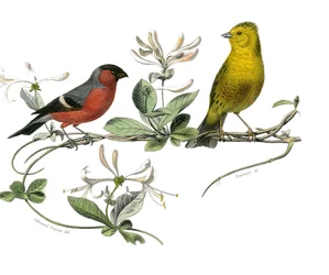 Natural History Board: Zoological Board Representing the Bouvreuil and the Sparrow of France. Plate drawn from the nine volumes on birds in 