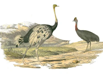 Natural history board: Zoological board representing the waders: ostrich and casoar. Plate drawn from the nine volumes on birds in 