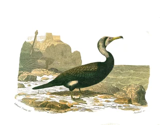 Natural history board: Zoological board representing totipalms (fishing underwater). The cormorant. Plate drawn from the nine volumes on birds in 