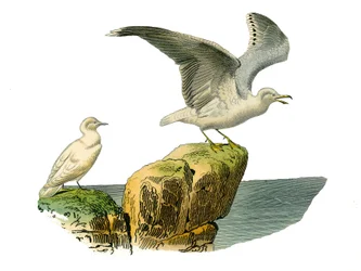 Natural history board: Zoological board representing totipalms (fishing underwater). The white gull and the goeland has a grey coat. Plate drawn from the nine volumes on birds in 