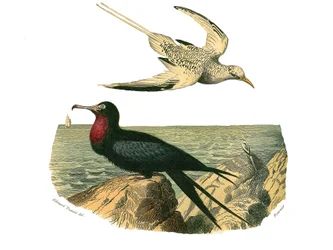 Natural History Board: Zoological Board Representing Totipalms
