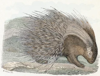 Porcupine - Alphabet Illustrates Animals