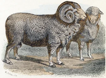 Sheep - 