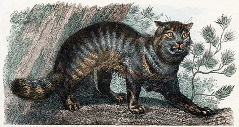 Wild Cat - Alphabet Illustrates Animals