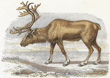 Xandarus - Alphabet illustrates animals