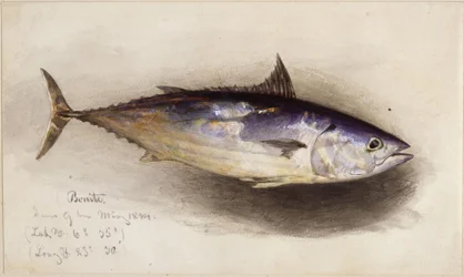 Fish Study (Bonito Tuna)