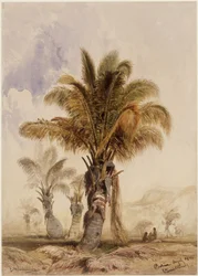 Coconut Palms in Bahia