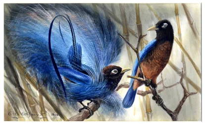 Blue bird of paradise