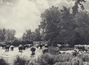Cows crossing the Nadder