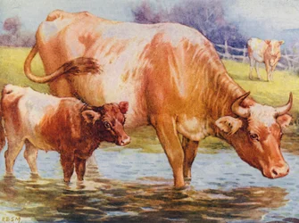 Cows and calf