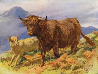Highland Cow and Calf