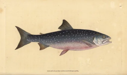 Arctic char, Salvelinus alpinus alpinus
