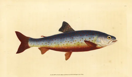 Arctic charr, Salvelinus alpinus alpinus (Salvelian charr, Salmo salvelinus). Hand-coloured copperplate drawn and engraved by Edward Donovan from his Natural History of British Fishes, Donovan and F.C. and J. Rivington, London