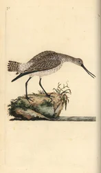 Bar-tailed Godwit, Limosa lapponica