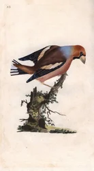 Big Beak Breaks Core. Copper engraving by Edward Donovan, published in Histoire naturelle des oiseaux britanniques, London