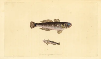 Black goby, Gobius niger