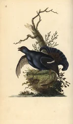 Black grouse, Tetrao tetrix. Handcoloured copperplate drawn and engraved by Edward Donovan from his own “Natural History of British Birds,” London
