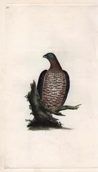 Honey Buzzard, Pernis apivorus. Copper engraving by Edward Donovan, published in Natural History of British Birds, London