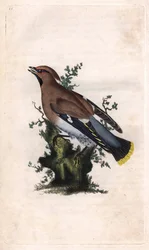 Bohemian Waxwing, Bombycilla garrulus