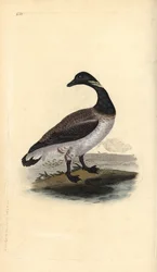 Brent goose, Branta bernicla. Handcoloured copperplate drawn and engraved by Edward Donovan from his own Natural History of British Birds, London