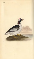 Bufflehead, Bucephala albeola