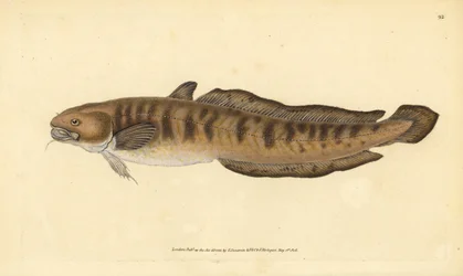 Burbot, Lota lota (Gadus lota). Handcoloured Copperplate Drawn and Engraved by Edward Donovan from His Natural History of British Fishes, Donovan and F.C. and J. Rivington, London
