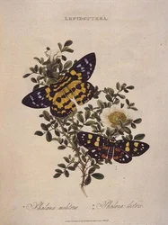 Butterflies: Phalaena Militaris, Phalaena Lectrix, pub. by the artist