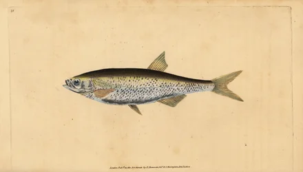 Common bleak, handcoloured copperplate drawn and engraved by Edward Donovan from his Natural History of British Fishes