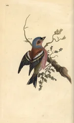 Common chaffinch, Fringilla coelebs. Handcoloured copperplate from Natural History of British Birds, London