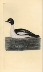 Common goldeneye, Bucephala clangula