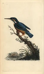 Common Kingfisher