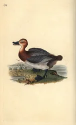 Common pochard or red-headed wigeon, Aythra ferina (female)