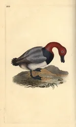Common pochard or red-headed wigeon, Aythra ferina (male). Handcoloured copperplate from Natural History of British Birds, London