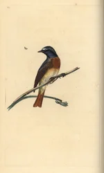 Common redstart, Phoenicurus phoenicurus. Hand-coloured copperplate drawn and engraved by Edward Donovan from his own Natural History of British Birds, London