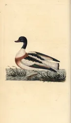 Common Shelduck