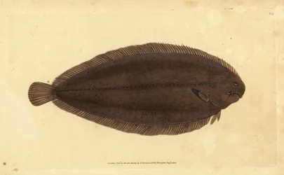 Common Sole or Dover Sole, Solea solea (Pleuronectes solea). Handcoloured Copperplate Drawn and Engraved by Edward Donovan from His Natural History of British Fishes, Donovan and F.C. and J. Rivington, London
