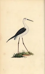 Common stilt, Himantopus himantopus