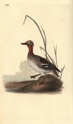 Common Teal (Male)
